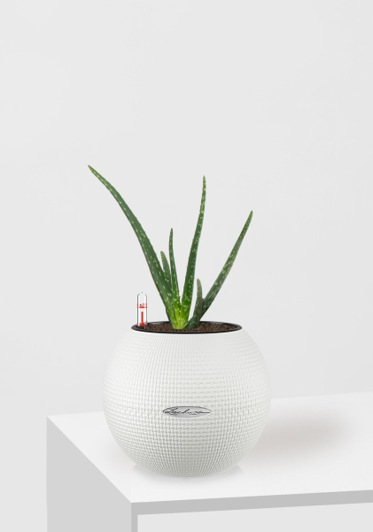 Алоэ Вера в PURO 20