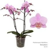Фаленопсис Multi 2st Beaution 30+ (pannekoek) d12 см h39 см Фаленопсис Multi 2st Beaution 30+ (pannekoek) d12 см h39 см