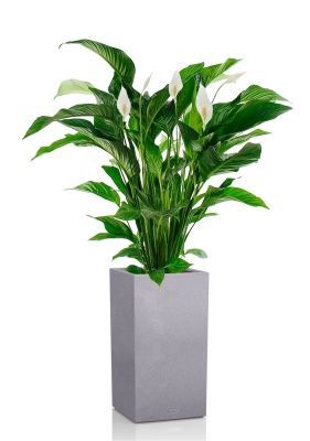 Спатифиллум Свит в CANTO STONE HIGH 30, серый камень Спатифиллум Свит в CANTO STONE HIGH 30, серый камень