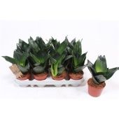 Сансевиерия Ханни Блек d9 см h20 см