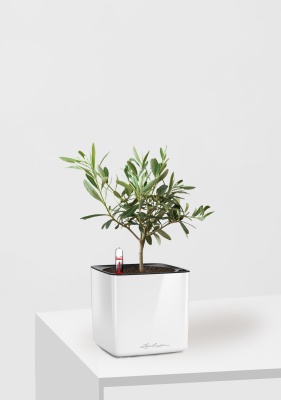 Олива 12/30 см в CUBE GLOSSY 14 Олива 12/30 см в CUBE GLOSSY 14