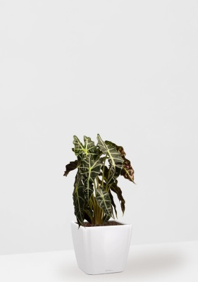 Алоказия Полли 17/50 см в QUADRO LS 21