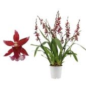 Орхидея Буррагеара красная 7-9 стволов d12 см h50 см