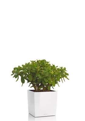 Крассула Овата Сансет 29/45 см в CUBE 30, белый блестящий Крассула Овата Сансет 29/45 см в CUBE 30, белый блестящий