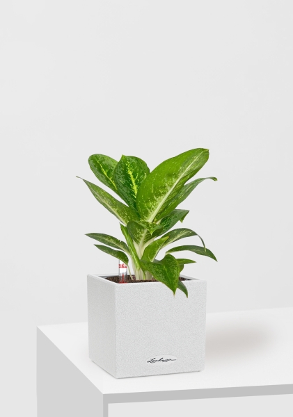 Аглаонема Еллоу Биколор 12/30 см в CANTO STONE 14 Аглаонема Еллоу Биколор 12/30 см в CANTO STONE 14