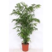 Хамедорея Сейфризи Зейфрица d34 см h240 см