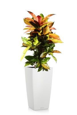 Кротон Мистер Айкетон в CUBICO COLOR 30, белый