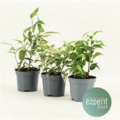 Фикус Бенджамина Роял микс d8.5 см h20 см