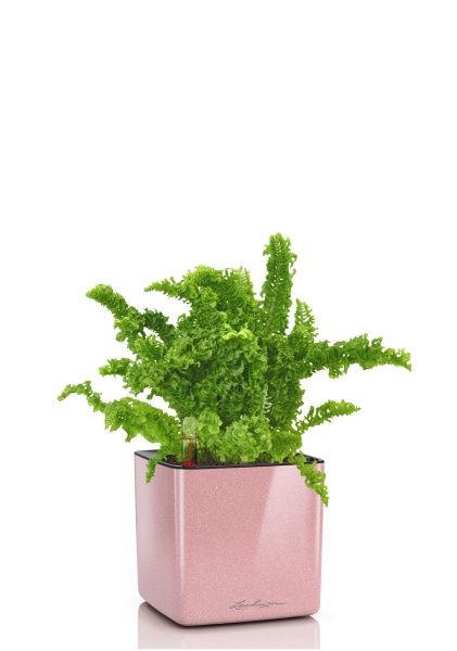 Нефролепис Возвышенный в CUBE GLOSSY KISS 14