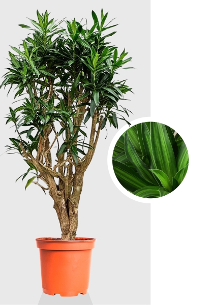 Драцена Песнь Ямайке 31/150 см