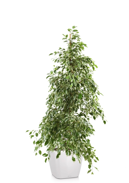 Фикус Бенджамина Голден Кинг пирамида 27/140 см в QUADRO LS 35 Фикус Бенджамина Голден Кинг пирамида 27/140 см в QUADRO LS 35