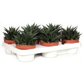 Хавортия лимифолия d10.5 см h20 см