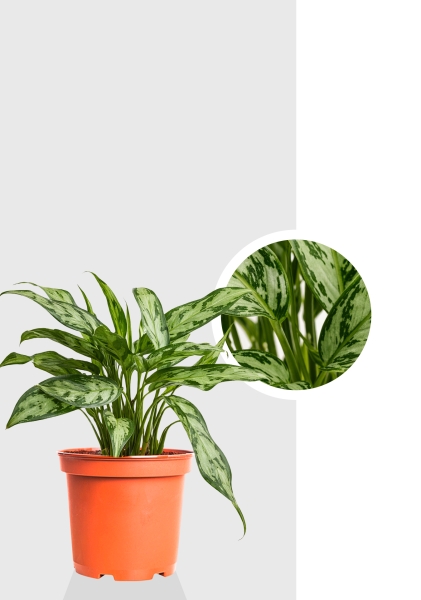 Аглаонема Микс 14/30 см