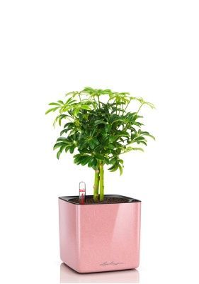 Шеффлера компакта на штамбе 12_40 см в CUBE GLOSSY KISS 14 Шеффлера компакта на штамбе 12_40 см в CUBE GLOSSY KISS 14