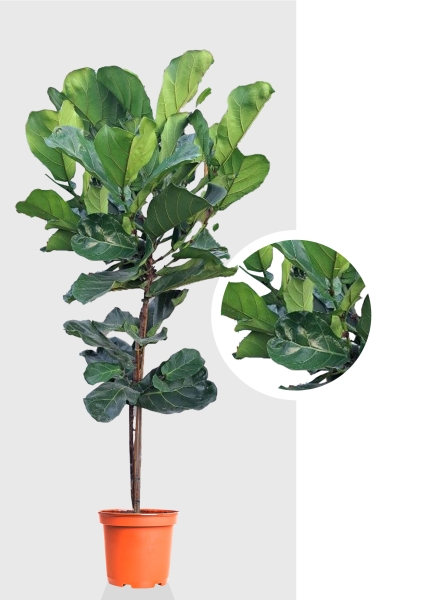 Фикус Лирата на стволе d30 см h210 см