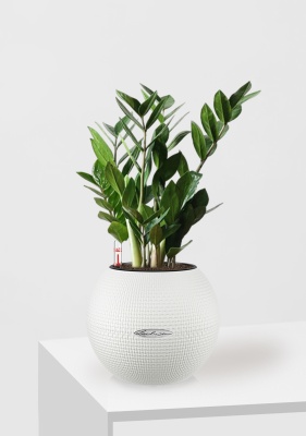 Замиокулькас 12/45 см в PURO 20