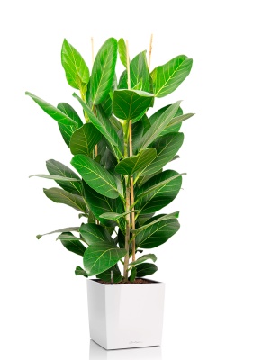 Фикус Бенгальский Андрей 3 ствола 27/120 см в CUBE 30 Фикус Бенгальский Андрей 3 ствола 27/120 см в CUBE 30