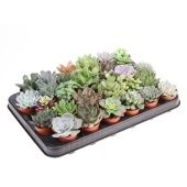 Суккуленты микс d5.5 см h8 см тип 2