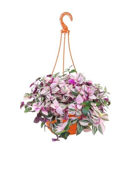 Традесканция Зебрина 17/40 см Традесканция Зебрина 17/40 см