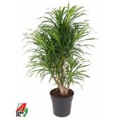 Драцена Анита вариегатная бранч разветвленная d24 см h100 см тип 2