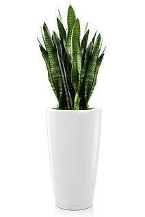 Сансевиерия RONDO 40/130 см, белый блестящий