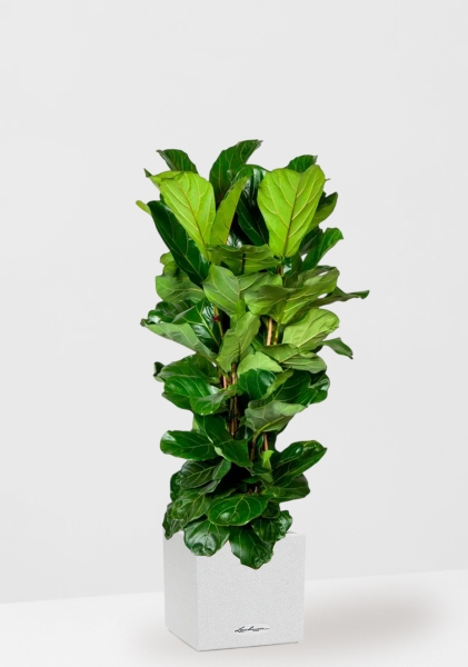 Фикус Лирата 3 ствола 34/140 см в CANTO STONE LOW 40