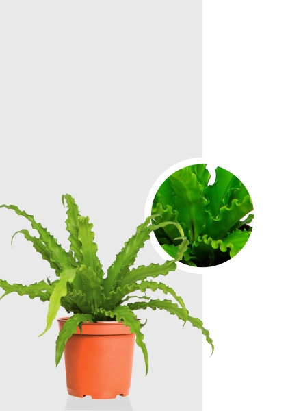 Асплениум Антикум Осака 17/40 см