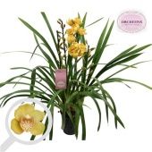 Цимбидиум 4 ствола оранж d14 см h60 см