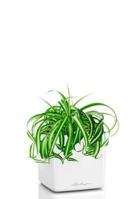 Хлорофитум Бонни 12/25 см в CUBE GLOSSY 14, белый блестящий