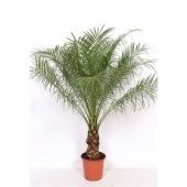 Финик Робелини d24 см h120 см