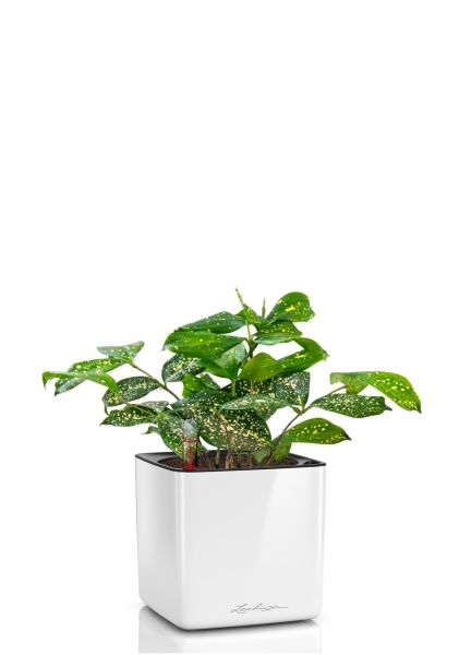 Драцена Суркулоза в CUBE Glossy 14