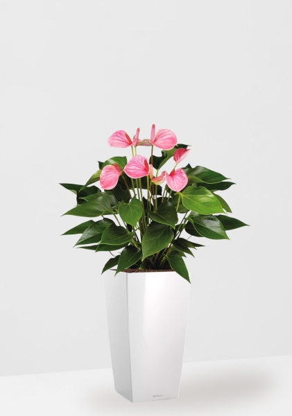 Антуриум Андрианум розовый 17/60 см в CUBICO 22 Антуриум Андрианум розовый 17/60 см в CUBICO 22