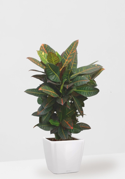 Кротон (Кодиеум) Петра 27/100 см в QUADRO LS 35