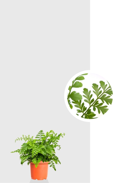 Папоротник Парвати 6/20 см