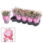 Шлюмбергера (декабрист) Pink d10.5 см h20 см