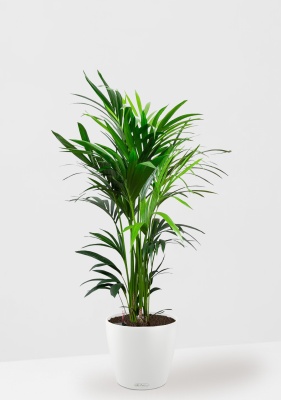 Ховея Кентия 27/160 см в CLASSICO COLOR 28, белый 