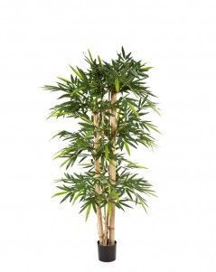 Бамбук Новый гигантский