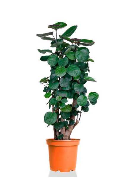 Полисциас Фабиан d24 см h120 см тип 2