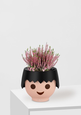 Вереск (Эрика) розовый в OJO