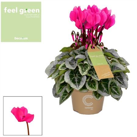 Цикламен Пикассо розовый Feel Green (decorum) d11 см h22.5 см Цикламен Пикассо розовый Feel Green (decorum) d11 см h22.5 см