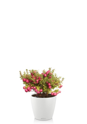 Гаультерия 14/30 см в CLASSICO COLOR 18