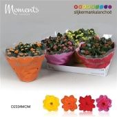 Каланхоэ Calandiva Moments микс d23 см h28 см Каланхоэ Calandiva Moments микс d23 см h28 см
