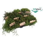 Рипсалис микс d10.5 см h20 см тип 2