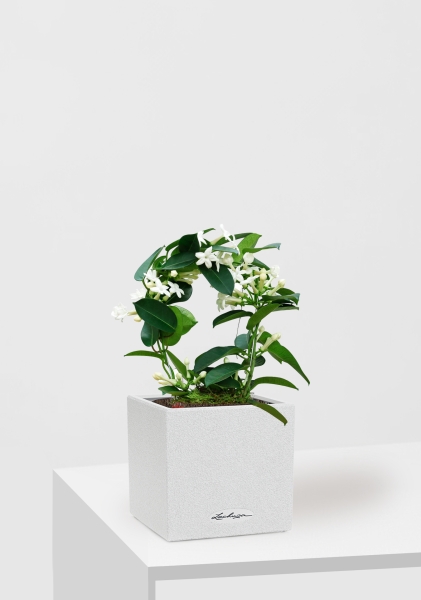 Стефанотис 12/30 см в CANTO STONE 14