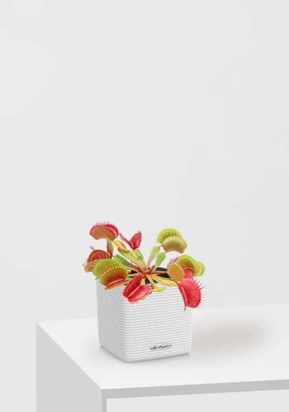 Венерина мухоловка 10 см в CUBE COLOR 14