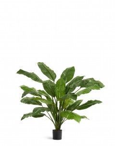 Спатифиллум Гигант без цветов
