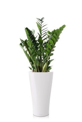 Замиокулькас 21/110 см в DELTA 30, белый блестящий