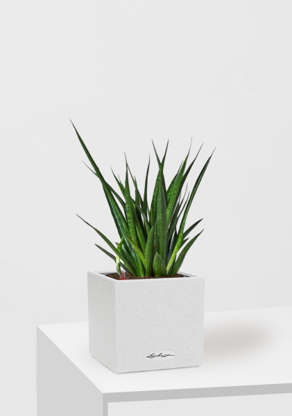 Сансевиерия Кирки 12/37 см в CANTO STONE 14