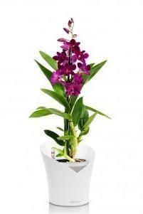 Орхидея Дендробиум Санок фуксия ORCHIDEA 18/40, Белый матовый Орхидея Дендробиум Санок фуксия ORCHIDEA 18/40, Белый матовый