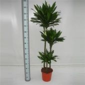 Драцена Грин Джевел 3 ствола d24 см h135 см Драцена Грин Джевел 3 ствола d24 см h135 см